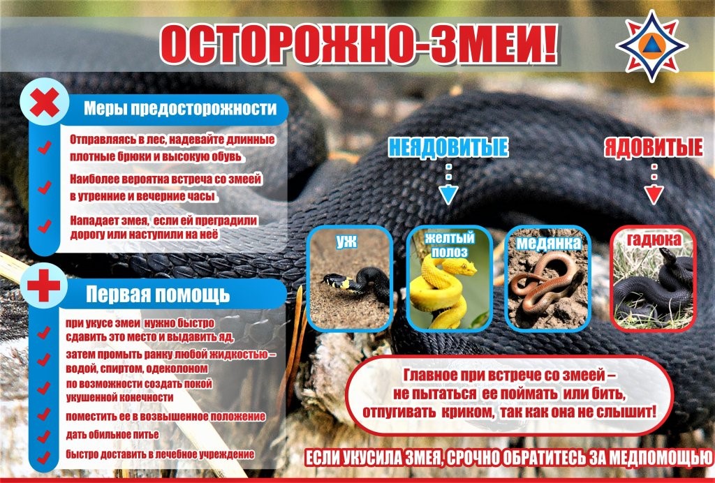 Осторожно, змеи!.