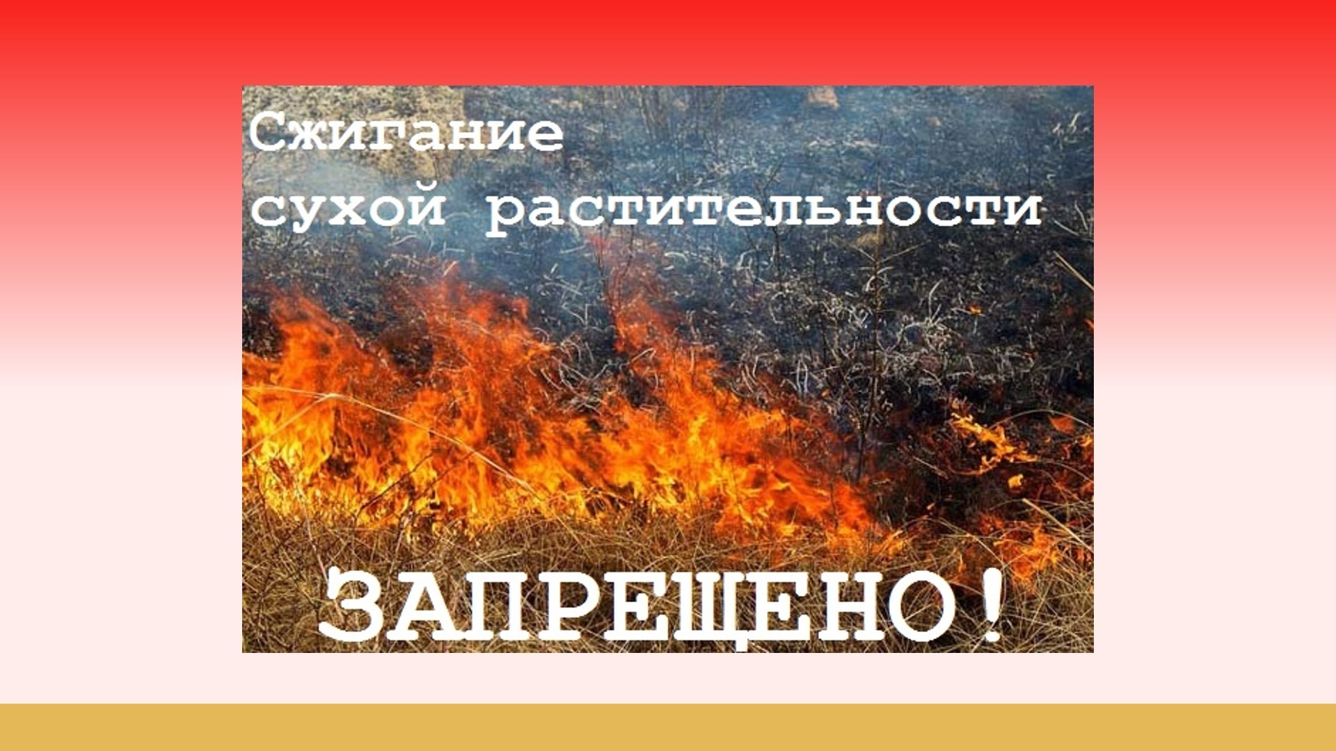 Сжигание сухостоя запрещено!.